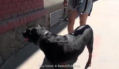 POV cock blowjob in the outdoors fills Alexis Cherry’s mouth with cum