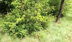 Tattoed Babe Hard Rough Sex Outdoor in the Forest